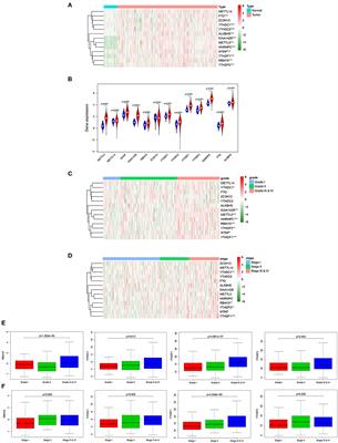 The Effect of m6A Methylation Regulatory Factors on the Malignant Progression and Clinical Prognosis of Hepatocellular Carcinoma